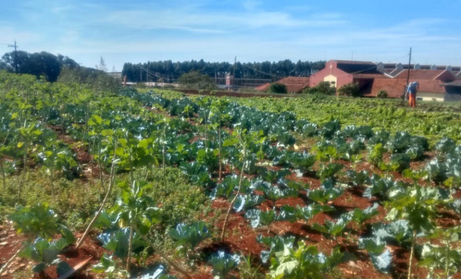 Horta da PIC ganha conceito de reaproveitamento e sustentabilidade. Foto:Depen