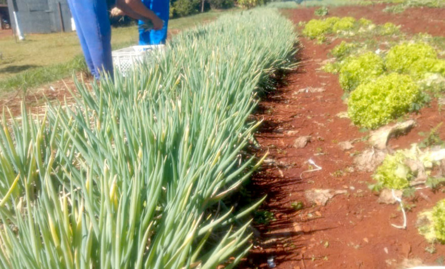 Horta da PIC ganha conceito de reaproveitamento e sustentabilidade. Foto:Depen