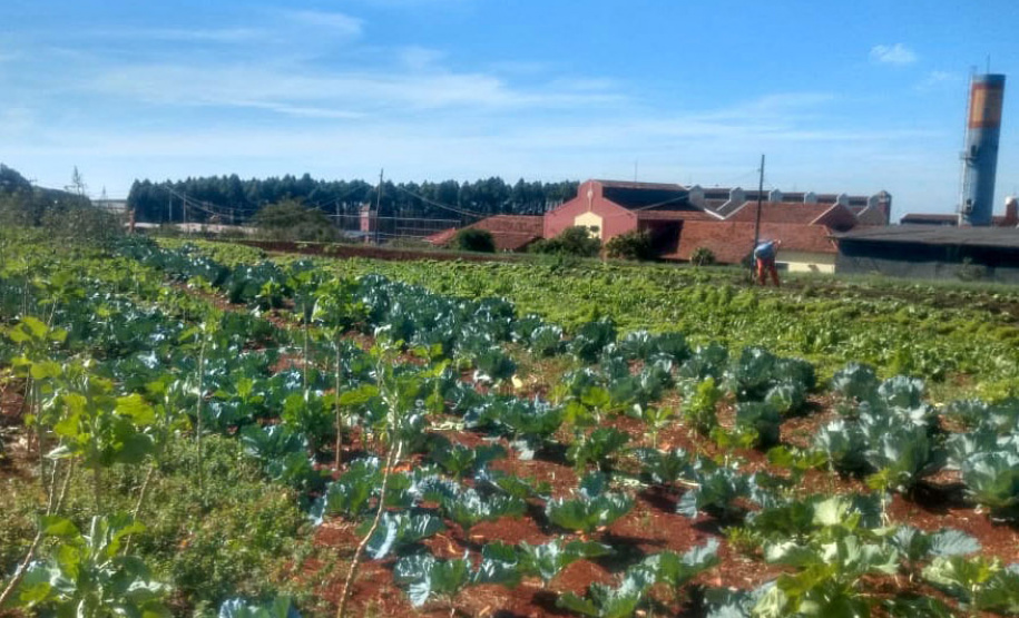 Horta da PIC ganha conceito de reaproveitamento e sustentabilidade. Foto:Depen