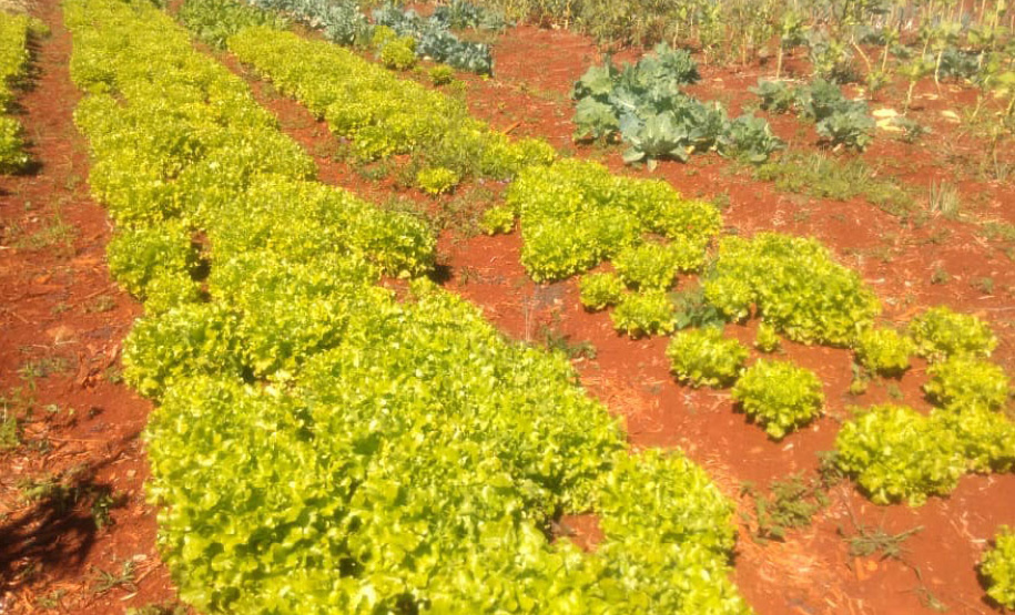 Horta da PIC ganha conceito de reaproveitamento e sustentabilidade. Foto:Depen