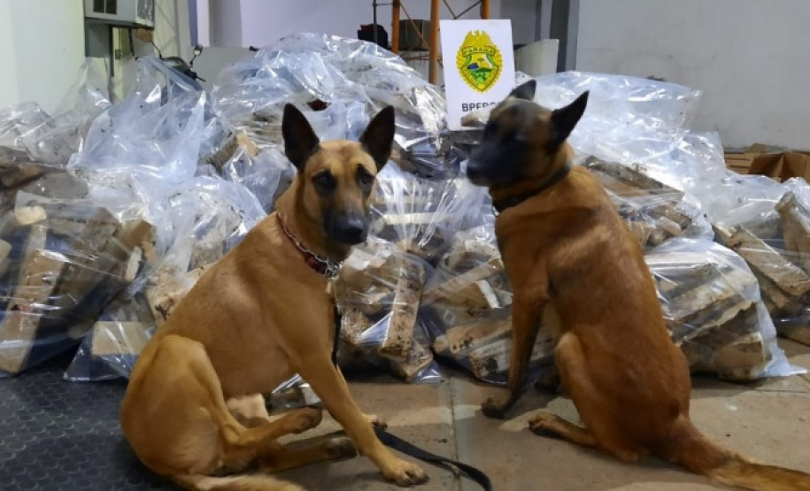 BPFron completa oito anos de atuação com mais de 66 toneladas de drogas apreendidas. Foto:SESP