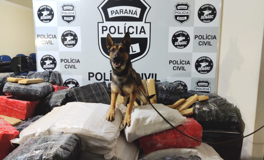 A Polícia Civil do Paraná (PCPR) apreendeu 19% mais maconha nos cinco primeiros meses de 2020 na comparação com o mesmo período do ano passado, em operações da Divisão Estadual de Narcóticos. Neste ano foram apreendidas 13 toneladas, enquanto em 2019 foram apreendidas 10,9 toneladas da droga.
Foto:SESP