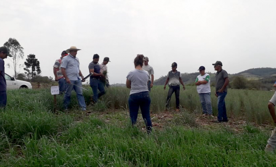 IDR-Paraná incentiva cultivo de pastagens de inverno. Foto;SEAB
