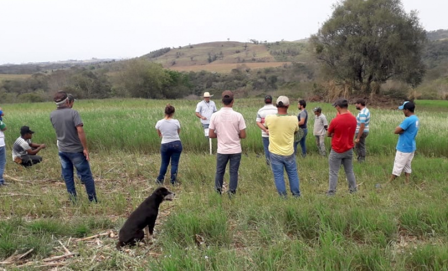 IDR-Paraná incentiva cultivo de pastagens de inverno. Foto;SEAB