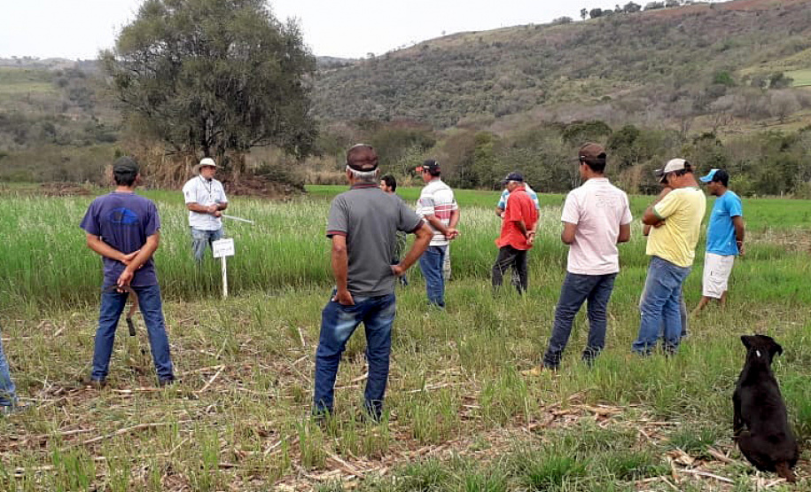IDR-Paraná incentiva cultivo de pastagens de inverno. Foto;SEAB