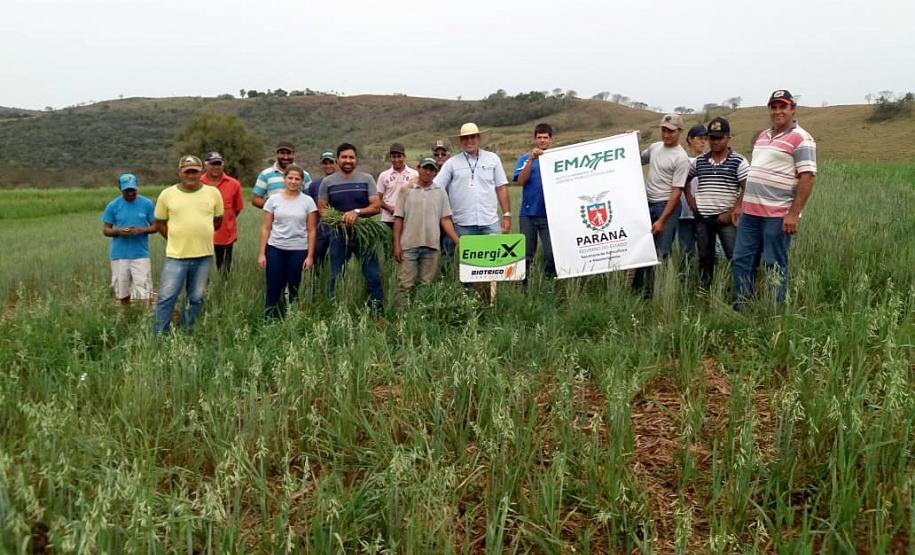 IDR-Paraná incentiva cultivo de pastagens de inverno. Foto;SEAB