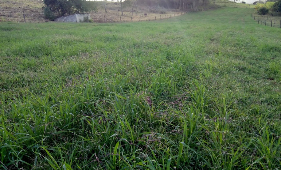 IDR-Paraná incentiva cultivo de pastagens de inverno. Foto;SEAB