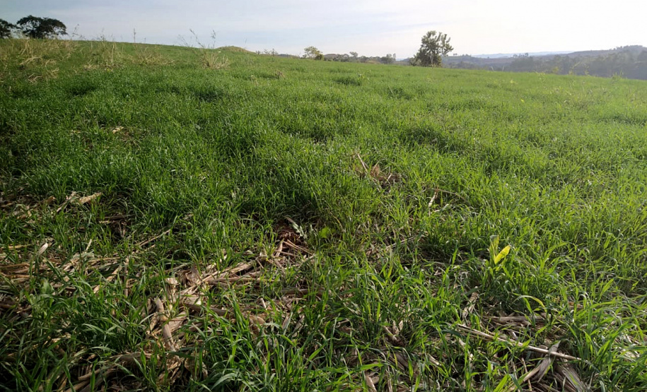 IDR-Paraná incentiva cultivo de pastagens de inverno. Foto;SEAB