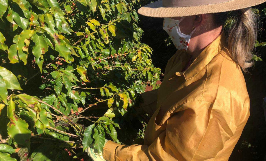 Mulheres do Oeste do Paraná se unem para produzir café especial. Foto:SEAB