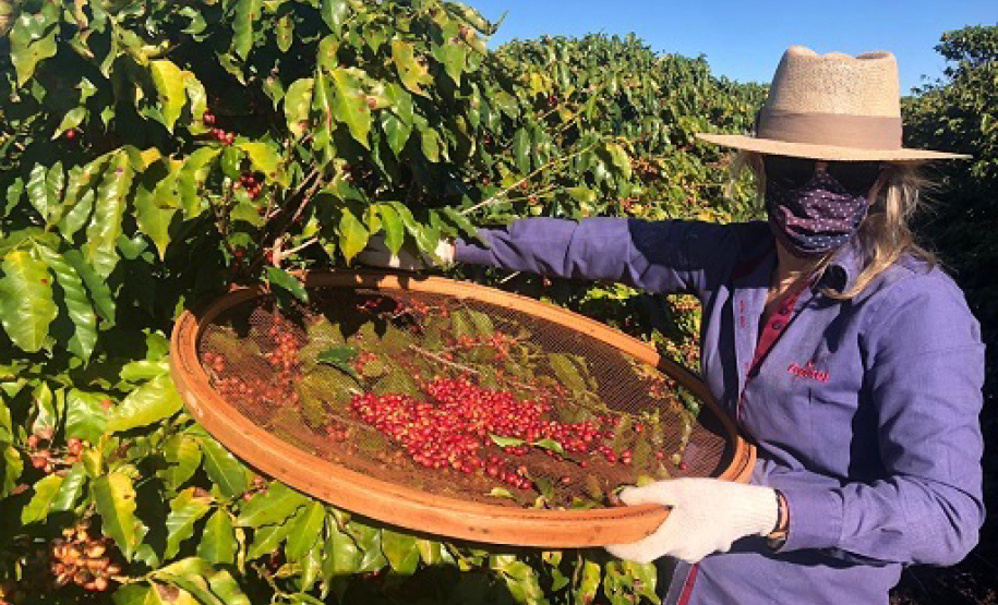 Mulheres do Oeste do Paraná se unem para produzir café especial. Foto:SEAB