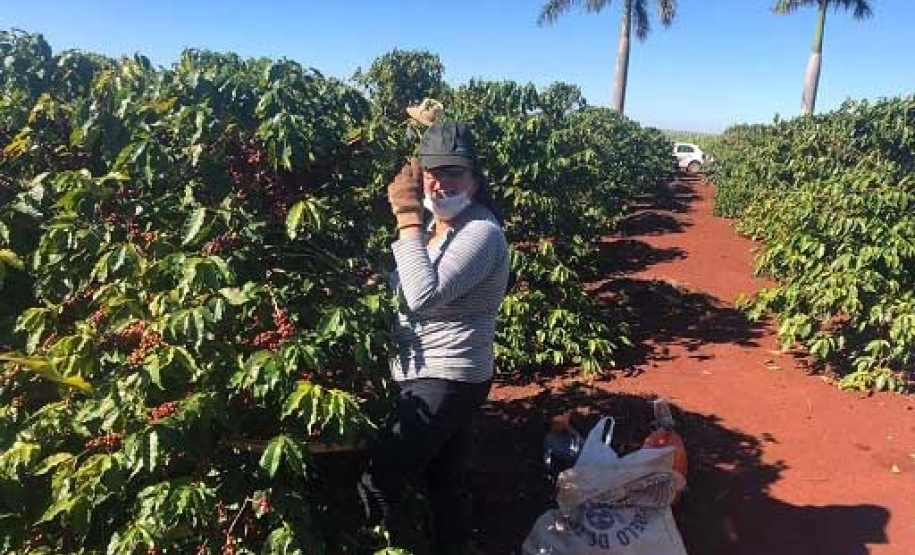 Mulheres do Oeste do Paraná se unem para produzir café especial. Foto:SEAB