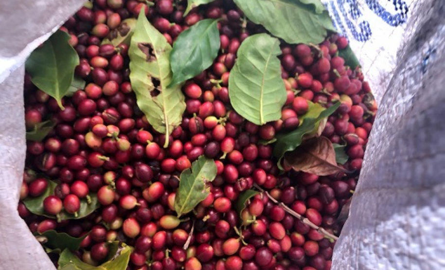 Mulheres do Oeste do Paraná se unem para produzir café especial. Foto:SEAB
