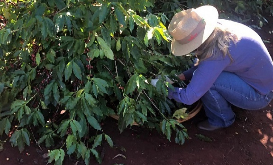 Mulheres do Oeste do Paraná se unem para produzir café especial. Foto:SEAB