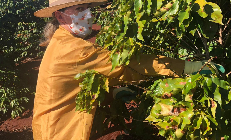 Mulheres do Oeste do Paraná se unem para produzir café especial. Foto:SEAB
