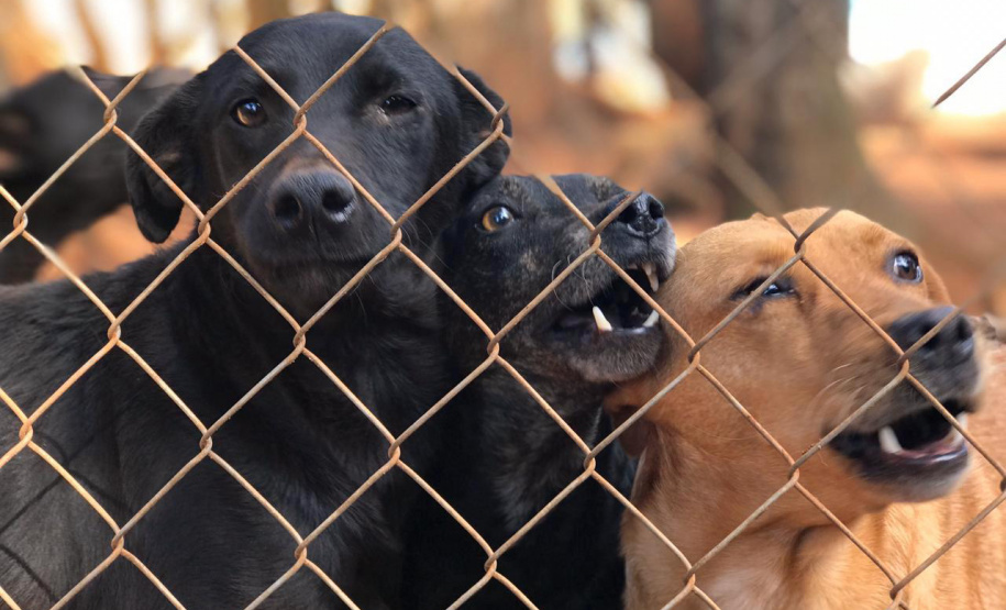 A Secretaria de Estado do Desenvolvimento Sustentável e do Turismo, com apoio da Frente das Organizações da Proteção Animal no Paraná (Fopar), está realizando a entrega de 5 toneladas de ração para 52 entidades de proteção animal, de 40 municípios paranaenses. Mais de 10 animais serão beneficiados.
Foto: SEDEST