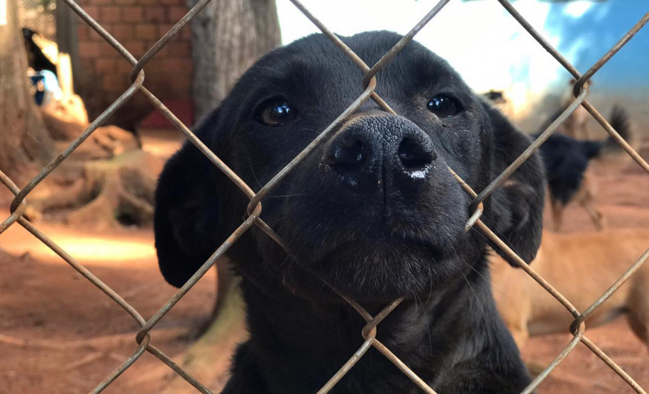 A Secretaria de Estado do Desenvolvimento Sustentável e do Turismo, com apoio da Frente das Organizações da Proteção Animal no Paraná (Fopar), está realizando a entrega de 5 toneladas de ração para 52 entidades de proteção animal, de 40 municípios paranaenses. Mais de 10 animais serão beneficiados.
Foto: SEDEST
