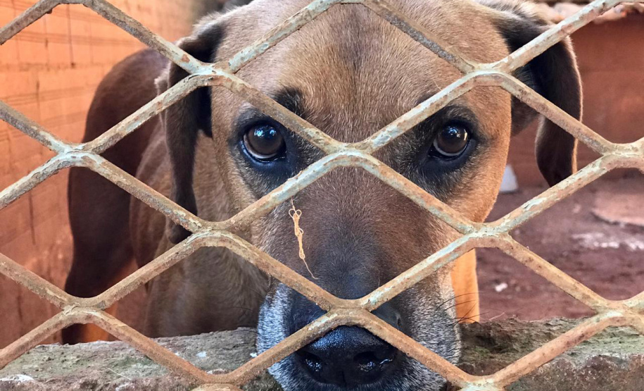 A Secretaria de Estado do Desenvolvimento Sustentável e do Turismo, com apoio da Frente das Organizações da Proteção Animal no Paraná (Fopar), está realizando a entrega de 5 toneladas de ração para 52 entidades de proteção animal, de 40 municípios paranaenses. Mais de 10 animais serão beneficiados.
Foto: SEDEST