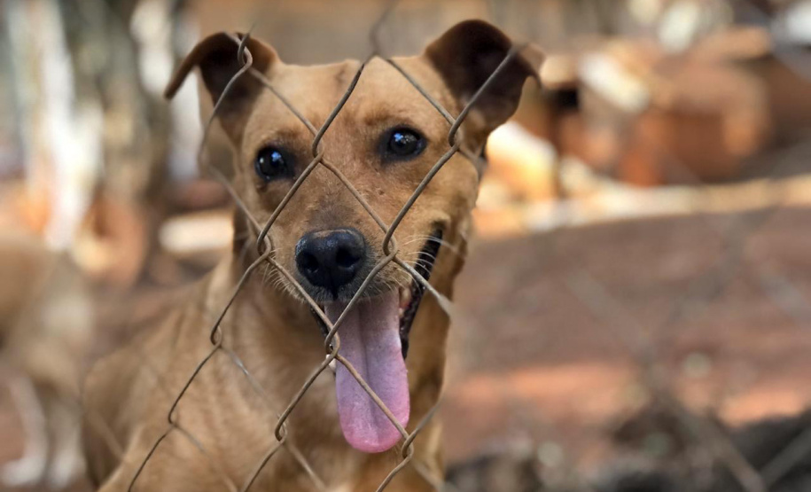 A Secretaria de Estado do Desenvolvimento Sustentável e do Turismo, com apoio da Frente das Organizações da Proteção Animal no Paraná (Fopar), está realizando a entrega de 5 toneladas de ração para 52 entidades de proteção animal, de 40 municípios paranaenses. Mais de 10 animais serão beneficiados.
Foto: SEDEST