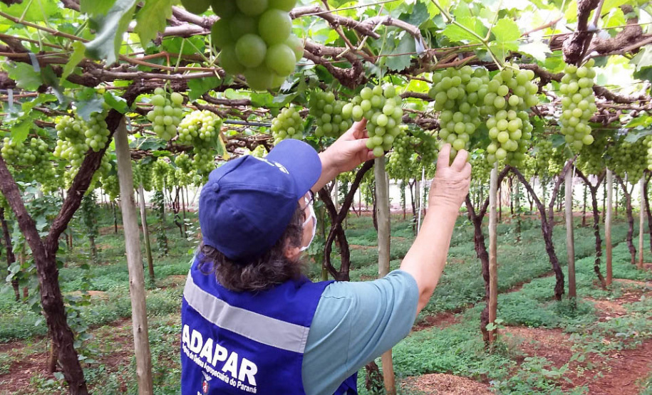 Defesa vegetal colabora para segurança alimentar na pandemia. Foto: Adaptar