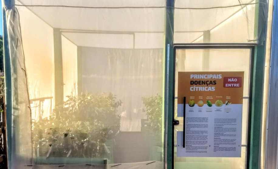 Defesa vegetal colabora para segurança alimentar na pandemia. Foto: Adaptar