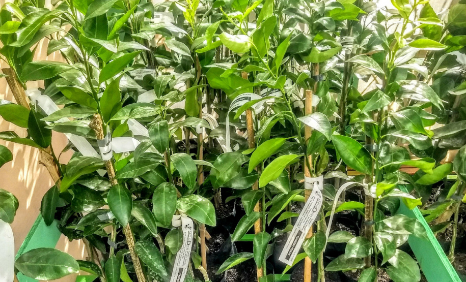 Defesa vegetal colabora para segurança alimentar na pandemia. Foto: Adaptar