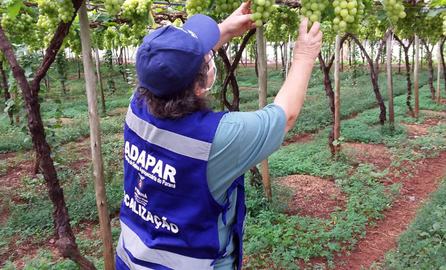 Defesa vegetal colabora para segurança alimentar na pandemia. Foto: Adaptar