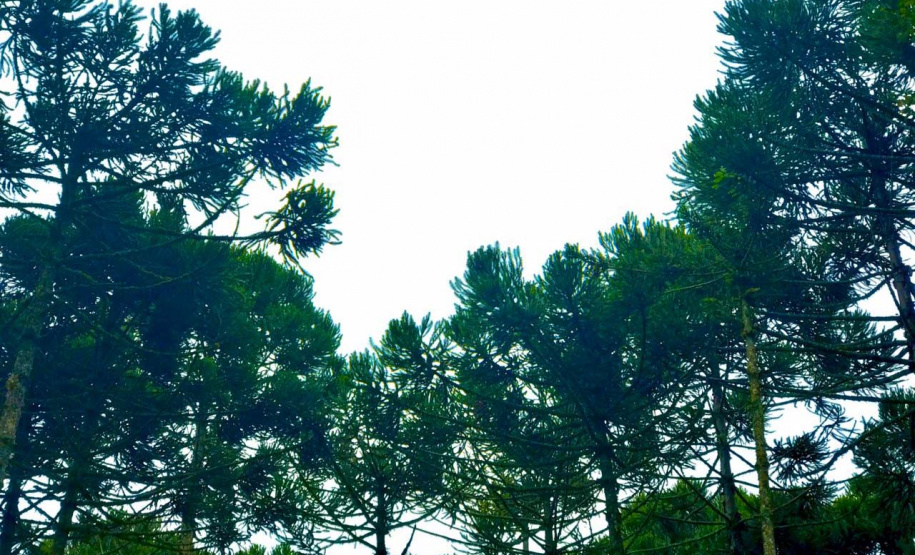 O Instituto Água e Terra, vinculado à Secretaria de Estado do Desenvolvimento Sustentável e do Turismo, distribui gratuitamente mudas de mais de 100 espécies nativas para todo o Estado. Entre elas estão araucária, jabuticaba, canela, peroba, imbuia e erva-mate, que formam parte da vegetação existente no Paraná. Apenas no ano passado foram cerca de 1,6 milhão de unidades.
Foto:IAT