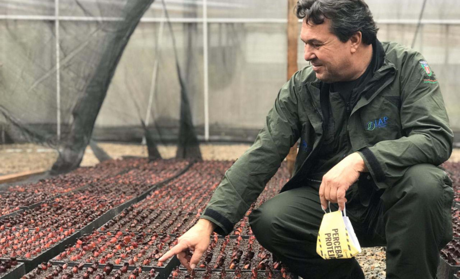 O Instituto Água e Terra, vinculado à Secretaria de Estado do Desenvolvimento Sustentável e do Turismo, distribui gratuitamente mudas de mais de 100 espécies nativas para todo o Estado. Entre elas estão araucária, jabuticaba, canela, peroba, imbuia e erva-mate, que formam parte da vegetação existente no Paraná. Apenas no ano passado foram cerca de 1,6 milhão de unidades.
Foto:IAT