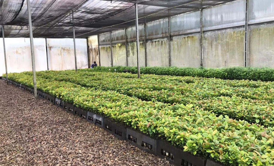 O Instituto Água e Terra, vinculado à Secretaria de Estado do Desenvolvimento Sustentável e do Turismo, distribui gratuitamente mudas de mais de 100 espécies nativas para todo o Estado. Entre elas estão araucária, jabuticaba, canela, peroba, imbuia e erva-mate, que formam parte da vegetação existente no Paraná. Apenas no ano passado foram cerca de 1,6 milhão de unidades.
Foto:IAT