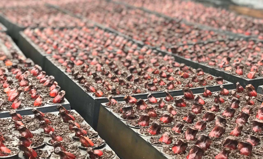 O Instituto Água e Terra, vinculado à Secretaria de Estado do Desenvolvimento Sustentável e do Turismo, distribui gratuitamente mudas de mais de 100 espécies nativas para todo o Estado. Entre elas estão araucária, jabuticaba, canela, peroba, imbuia e erva-mate, que formam parte da vegetação existente no Paraná. Apenas no ano passado foram cerca de 1,6 milhão de unidades.
Foto:IAT