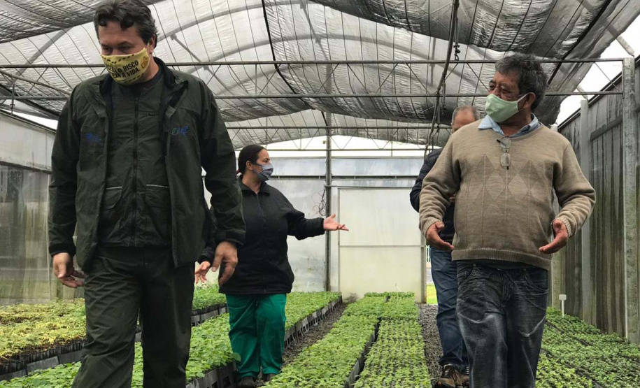 O Instituto Água e Terra, vinculado à Secretaria de Estado do Desenvolvimento Sustentável e do Turismo, distribui gratuitamente mudas de mais de 100 espécies nativas para todo o Estado. Entre elas estão araucária, jabuticaba, canela, peroba, imbuia e erva-mate, que formam parte da vegetação existente no Paraná. Apenas no ano passado foram cerca de 1,6 milhão de unidades.
Foto:IAT