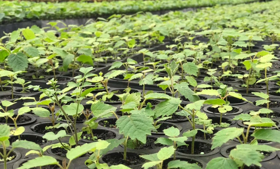 O Instituto Água e Terra, vinculado à Secretaria de Estado do Desenvolvimento Sustentável e do Turismo, distribui gratuitamente mudas de mais de 100 espécies nativas para todo o Estado. Entre elas estão araucária, jabuticaba, canela, peroba, imbuia e erva-mate, que formam parte da vegetação existente no Paraná. Apenas no ano passado foram cerca de 1,6 milhão de unidades.
Foto:IAT