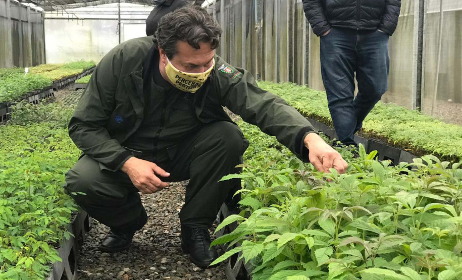 O Instituto Água e Terra, vinculado à Secretaria de Estado do Desenvolvimento Sustentável e do Turismo, distribui gratuitamente mudas de mais de 100 espécies nativas para todo o Estado. Entre elas estão araucária, jabuticaba, canela, peroba, imbuia e erva-mate, que formam parte da vegetação existente no Paraná. Apenas no ano passado foram cerca de 1,6 milhão de unidades.
Foto:IAT