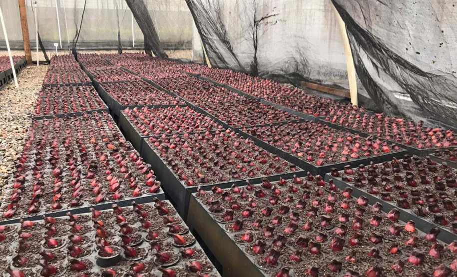 O Instituto Água e Terra, vinculado à Secretaria de Estado do Desenvolvimento Sustentável e do Turismo, distribui gratuitamente mudas de mais de 100 espécies nativas para todo o Estado. Entre elas estão araucária, jabuticaba, canela, peroba, imbuia e erva-mate, que formam parte da vegetação existente no Paraná. Apenas no ano passado foram cerca de 1,6 milhão de unidades.
Foto:IAT