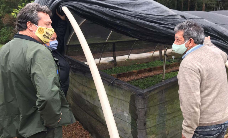 O Instituto Água e Terra, vinculado à Secretaria de Estado do Desenvolvimento Sustentável e do Turismo, distribui gratuitamente mudas de mais de 100 espécies nativas para todo o Estado. Entre elas estão araucária, jabuticaba, canela, peroba, imbuia e erva-mate, que formam parte da vegetação existente no Paraná. Apenas no ano passado foram cerca de 1,6 milhão de unidades.
Foto:IAT