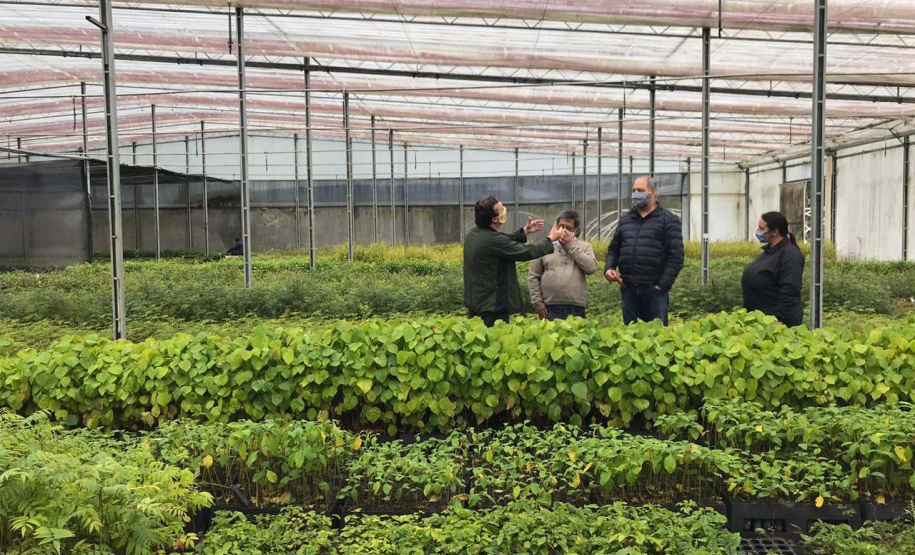 O Instituto Água e Terra, vinculado à Secretaria de Estado do Desenvolvimento Sustentável e do Turismo, distribui gratuitamente mudas de mais de 100 espécies nativas para todo o Estado. Entre elas estão araucária, jabuticaba, canela, peroba, imbuia e erva-mate, que formam parte da vegetação existente no Paraná. Apenas no ano passado foram cerca de 1,6 milhão de unidades.
Foto:IAT