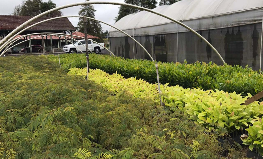 O Instituto Água e Terra, vinculado à Secretaria de Estado do Desenvolvimento Sustentável e do Turismo, distribui gratuitamente mudas de mais de 100 espécies nativas para todo o Estado. Entre elas estão araucária, jabuticaba, canela, peroba, imbuia e erva-mate, que formam parte da vegetação existente no Paraná. Apenas no ano passado foram cerca de 1,6 milhão de unidades.
Foto:IAT