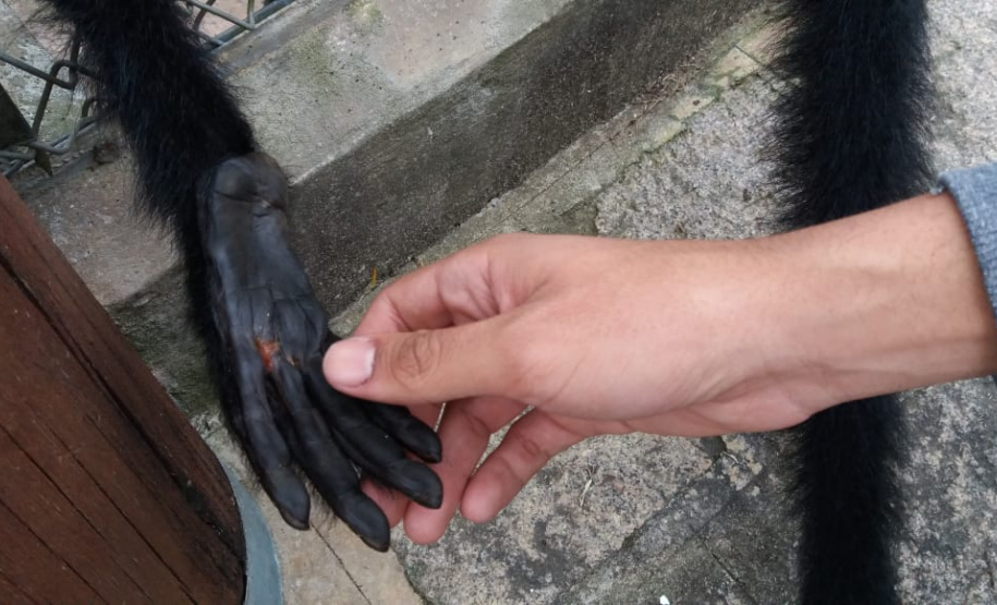 Governo investe R$ 1 milhão na proteção da fauna silvestre. Foto: IAT