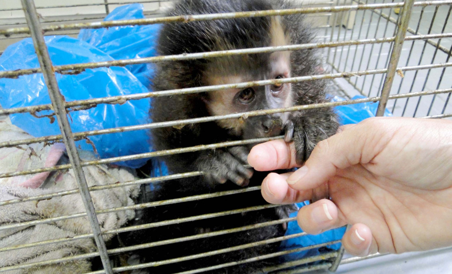 Governo investe R$ 1 milhão na proteção da fauna silvestre. Foto: IAT