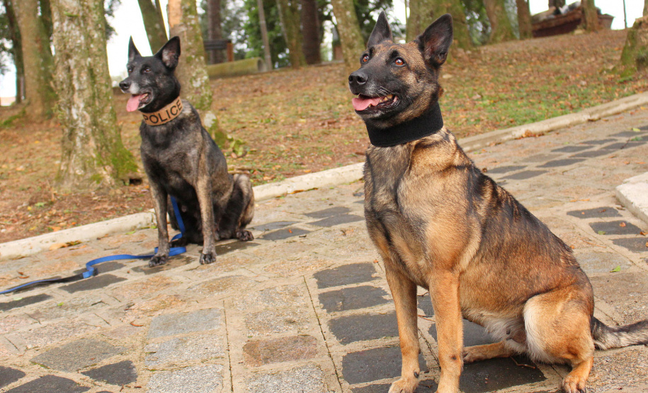Cães da PCPR apreendem mais drogas em 2020 do que soma dos dois anos anteriores
Foto: PCPR