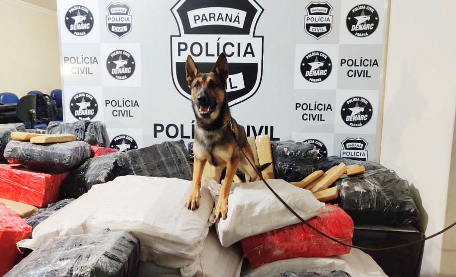Cães da PCPR apreendem mais drogas em 2020 do que soma dos dois anos anteriores
Foto: PCPR