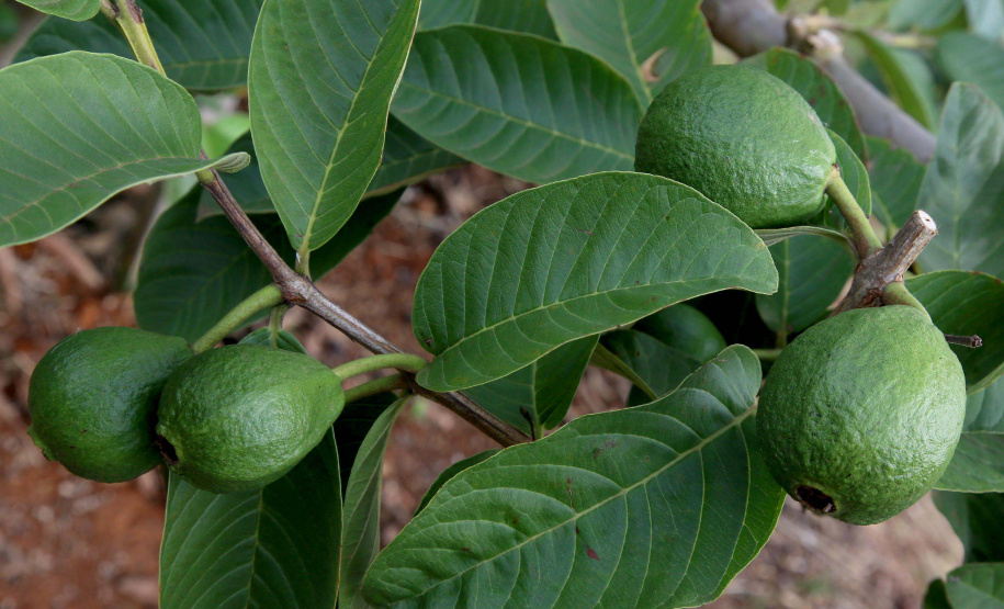 Fruticultura ganha força com apoio do Governo do Estado.Plantação de goiaba. Foto:Jaelson Lucas / AEN