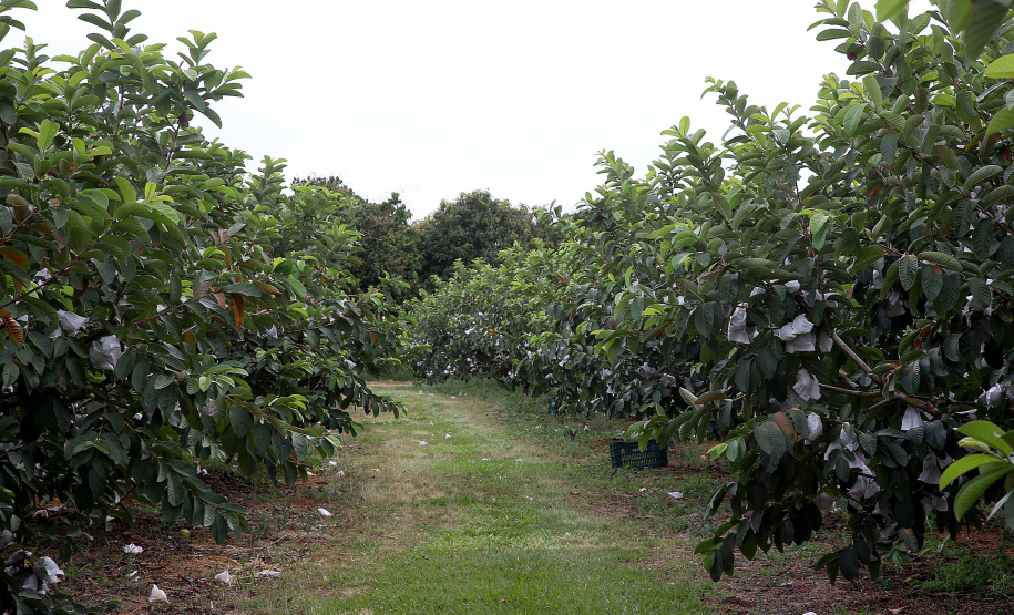 Fruticultura ganha força com apoio do Governo do Estado.Plantação de goiaba. Foto:Jaelson Lucas / AEN