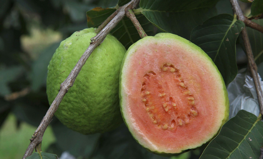 Fruticultura ganha força com apoio do Governo do Estado.Plantação de goiaba. Foto:Jaelson Lucas / AEN