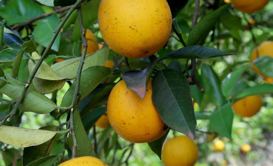 Fruticultura ganha força com apoio do Governo do Estado. Plantação de laranjas.. Foto:Jaelson Lucas / AEN