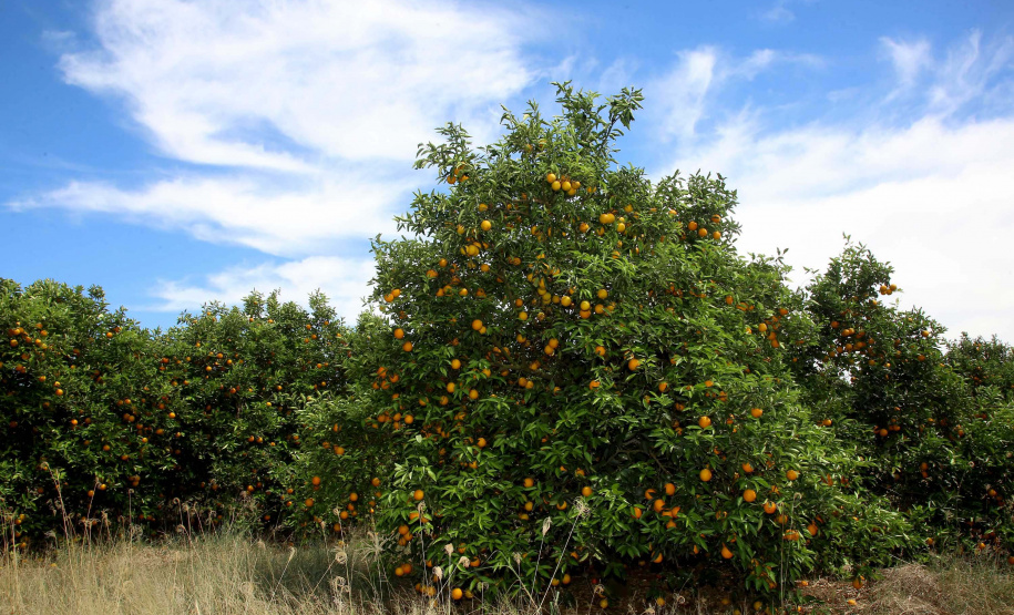 Fruticultura ganha força com apoio do Governo do Estado. Plantação de laranjas.. Foto:Jaelson Lucas / AEN