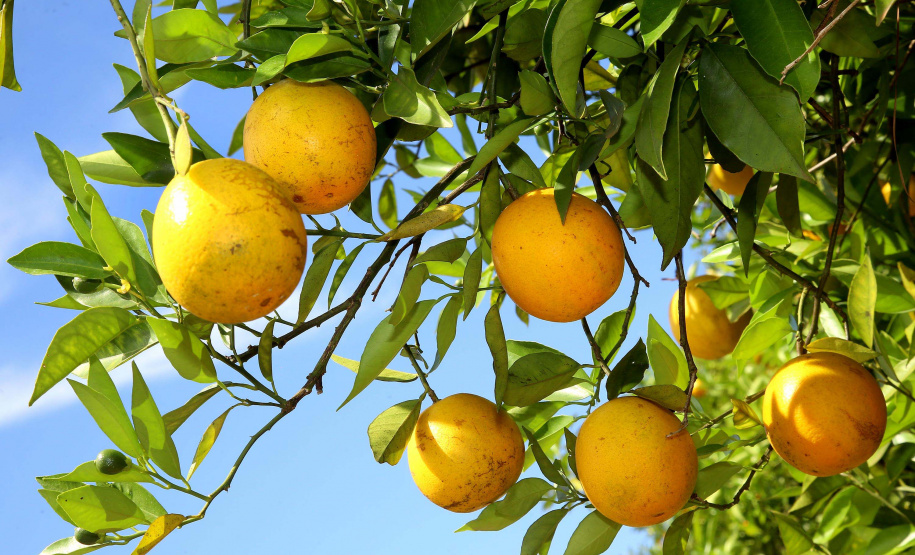 Fruticultura ganha força com apoio do Governo do Estado. Plantação de laranjas.. Foto:Jaelson Lucas / AEN