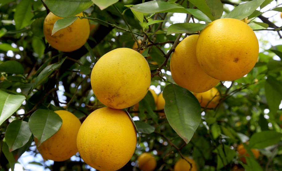 Fruticultura ganha força com apoio do Governo do Estado. Plantação de laranjas.. Foto:Jaelson Lucas / AEN