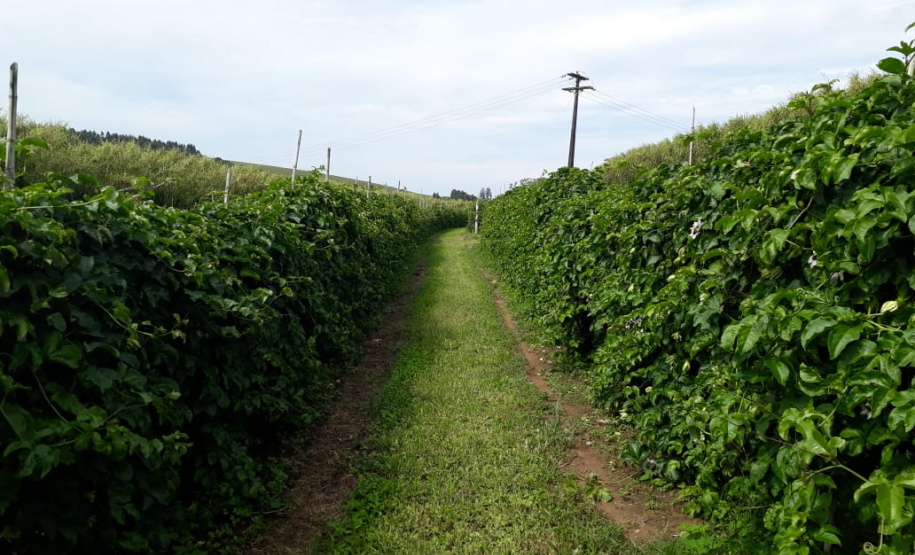 Fruticultura ganha força com apoio do Governo do Estado. Plantação de laranjas.Foto:SEAB