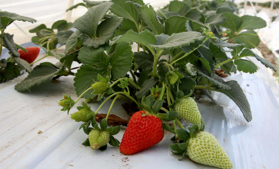 Fruticultura ganha força com apoio do Governo do Estado. Morango. Foto:Jaelson Lucas / AEN